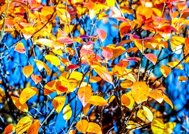 Vivid Cotoneaster Leaves