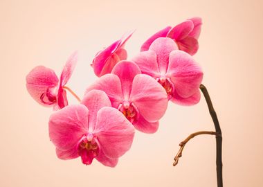 Pink Tropical Orchids