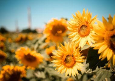 Sunflowers Field