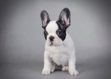 French Bulldog puppy