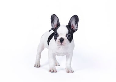 French Bulldog puppy