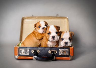 English bulldog puppies