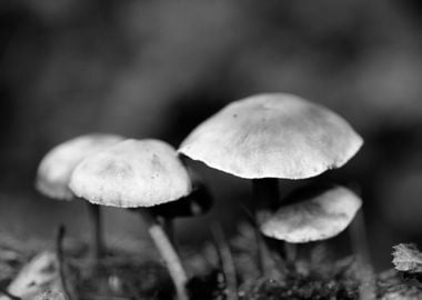 Mushrooms black and white