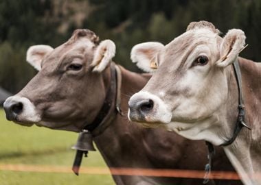 Two Cows Portrait