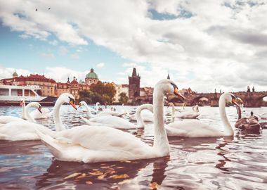 Charles Bridge