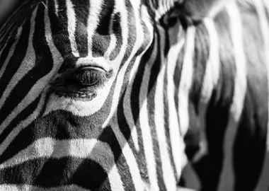 Abstract Real Zebra Stripe