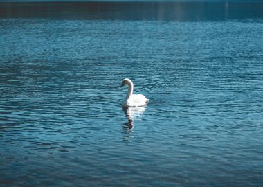 Young Swan