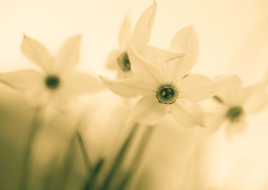 Delicate daffodils