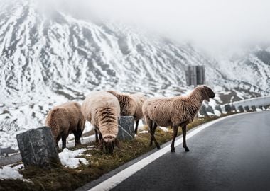 Sheep Crossing Road