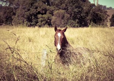 Beautiful Horse