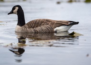 The Canada goose