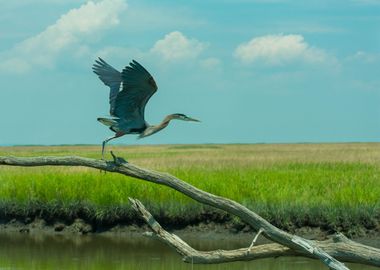 Taking Flight