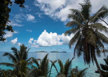 Palm Trees And Sand