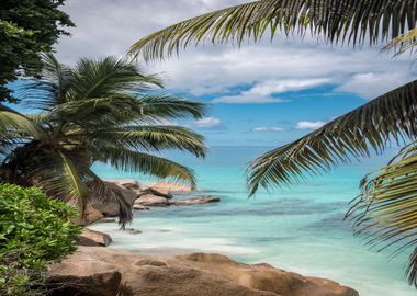 Palm Trees And Coconuts