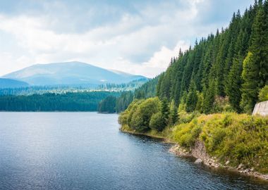 Forests Scenery