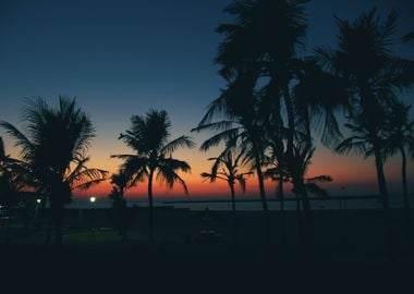 Sunset Palms