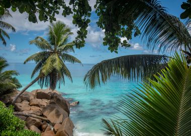 Palm Trees In Punta Cana