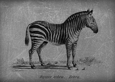 zebra