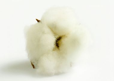 Cotton II