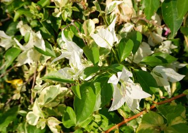 White Flower