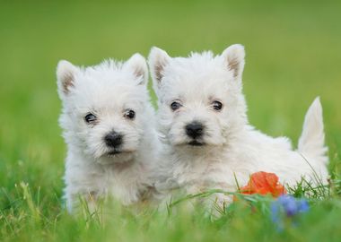 Westie puppy