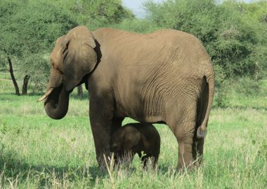 Elephants en famille