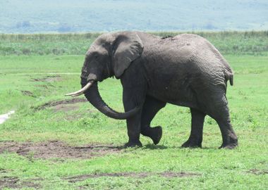 Elephant