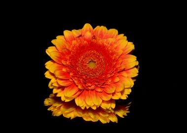 Orange Dahlia On Black