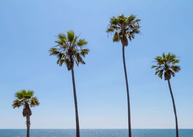 Palm trees by the sea