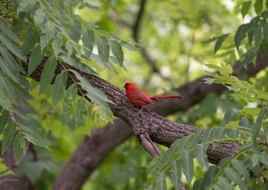 Norther Cardinal 1