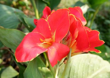 Beautiful Red Flower