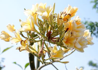 Beautiful Yellow Flower