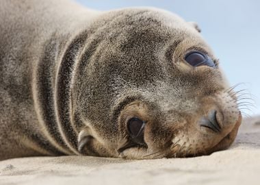 California Sea Lion