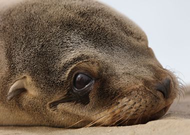 California Sea Lion