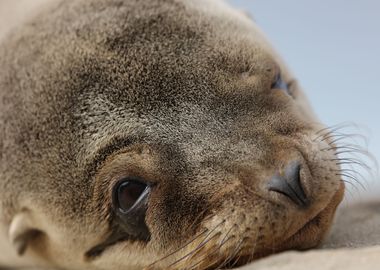 California Sea Lion