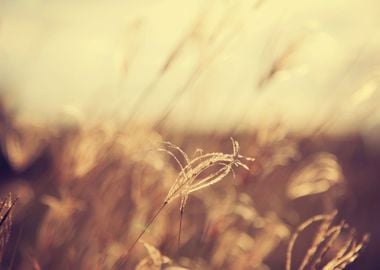 Close Up Wheat