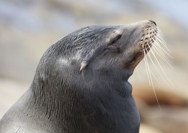 California sea lion