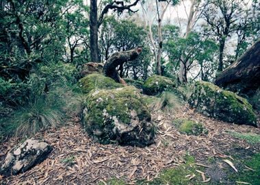 Stones In The Forrest