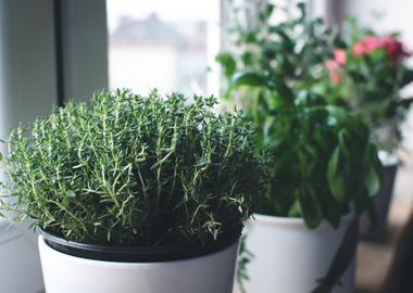 Kitchen Herbs