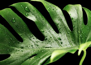 Monstera Plant Photography