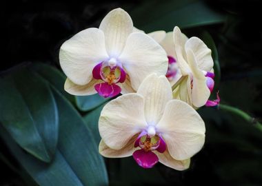 White Tropical Orchids