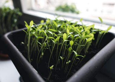 Herbs In The Pot