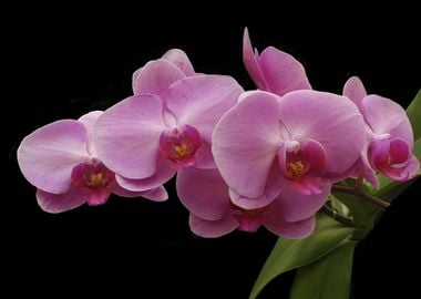 Pink Tropical Orchids