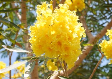 Beautiful Yellow Flower