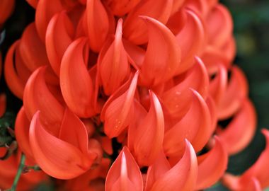 Elegant Red Petals