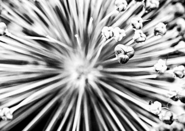 Onion Flower Abstract