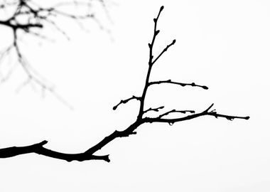 Abstract Wet Tree Branch