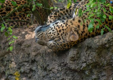 Sri Lankan Leopard