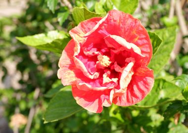 Beautiful Red Flower