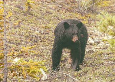 Black Bear Stare